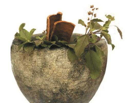 Plantas Medicinales
