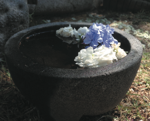 medicina tradicional